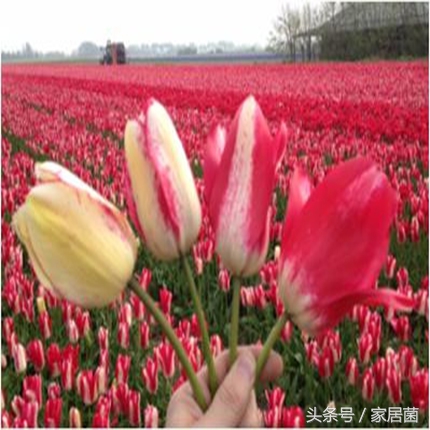 世界上最贵的花去哪卖,世界上最贵的花是哪个国家