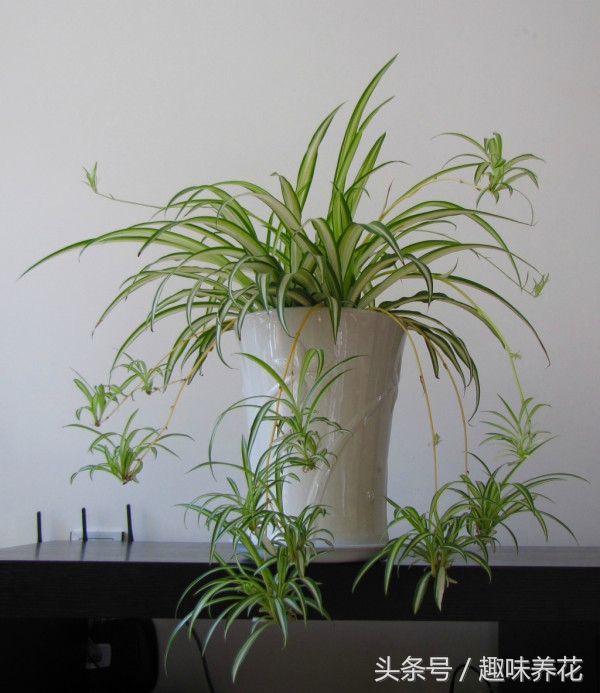 吊兰病虫害及其防治方法,吊兰常见病虫害及防治方法