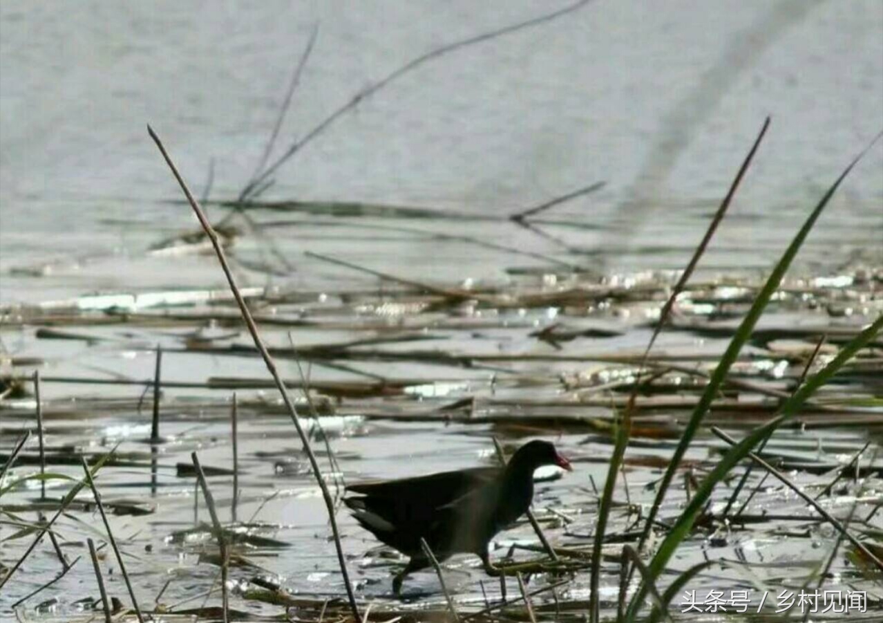 永年附近鸟,邯郸永年湿地鸟类