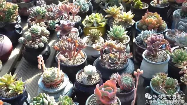 满阳台的多肉,满阳台多肉