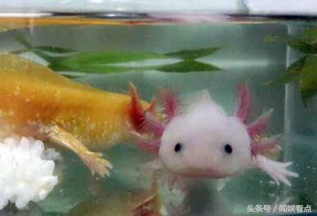 观赏性六角龙鱼,比六角龙鱼好养的宠物