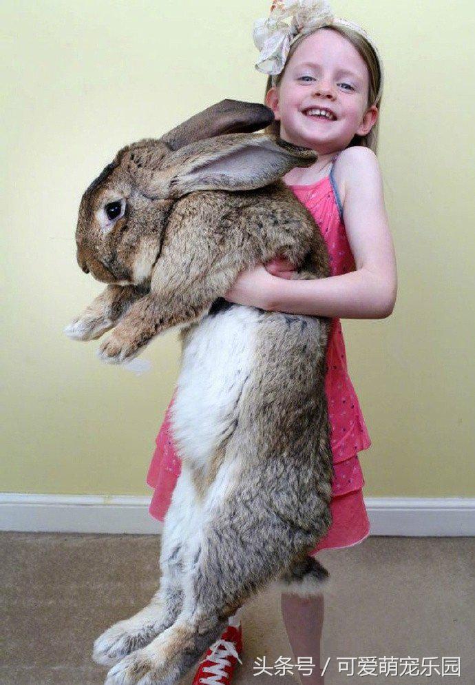 铲屎官你告诉我，女朋友很粘人该怎么办啊？