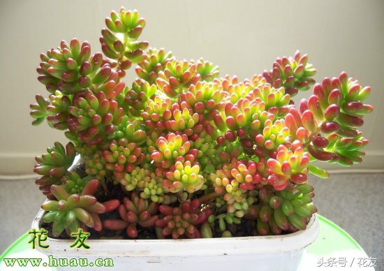 虹之玉夏季的养护方法,虹之玉锦夏季养护