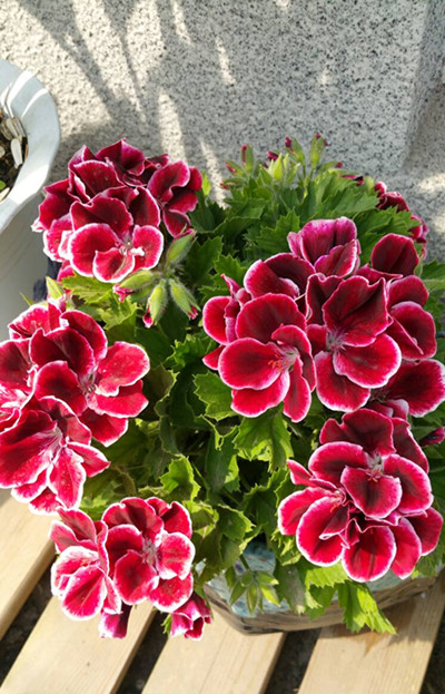 天竺葵叶子发黄怎么挽救,天竺葵叶子发黄是怎么回事