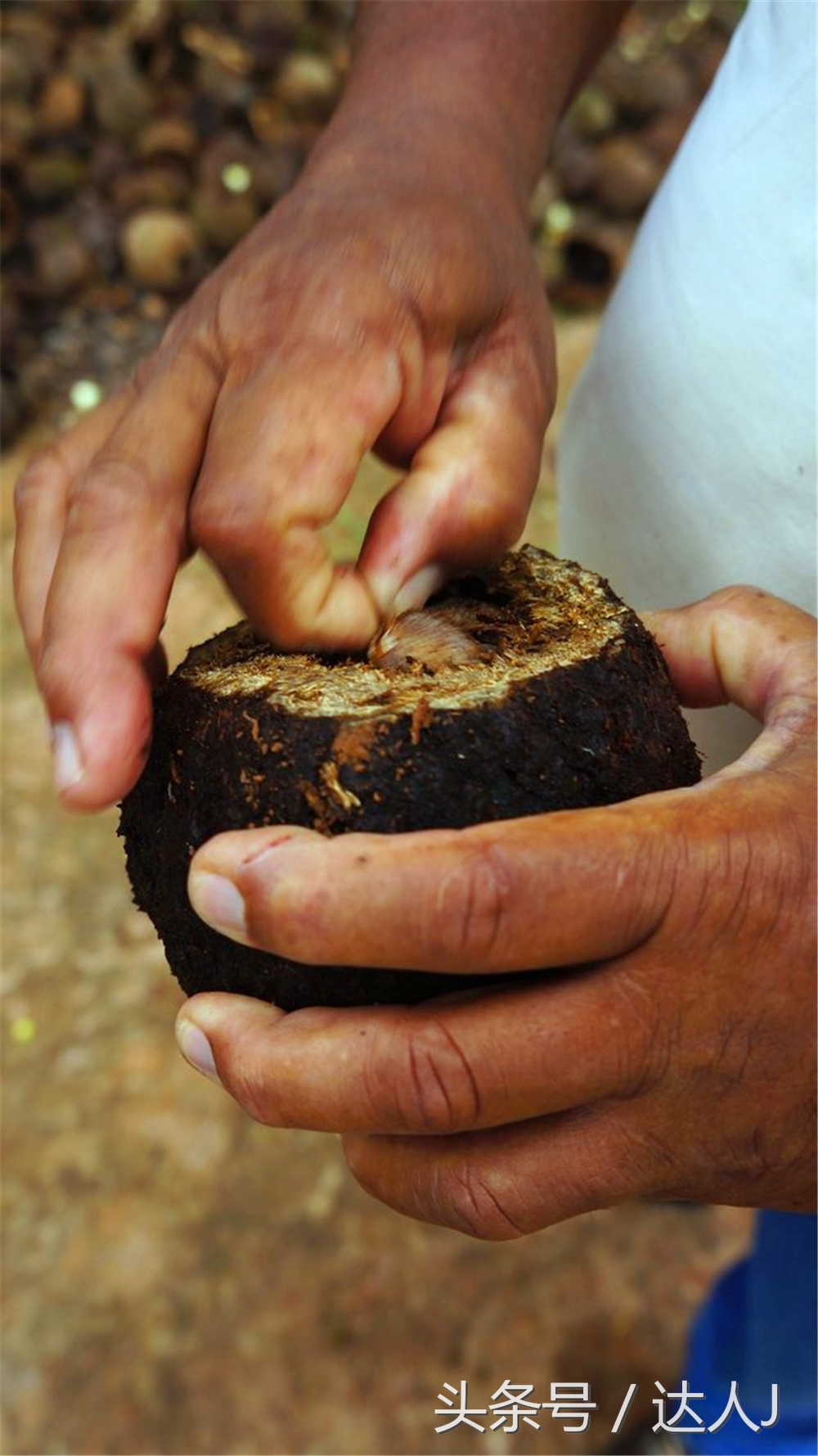 从亚马逊雨林到安纳托,最靠近亚马逊丛林的城市