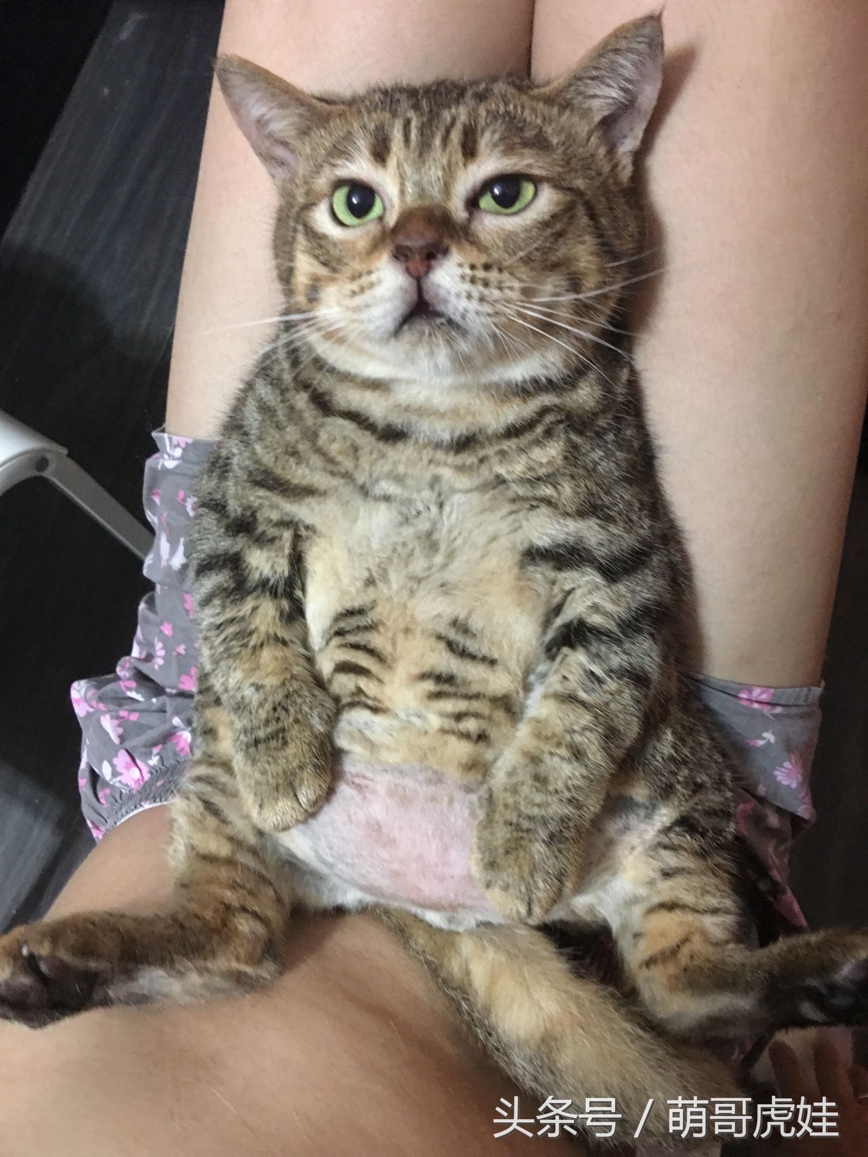 蓝猫掉毛厉害 (公蓝猫掉毛)