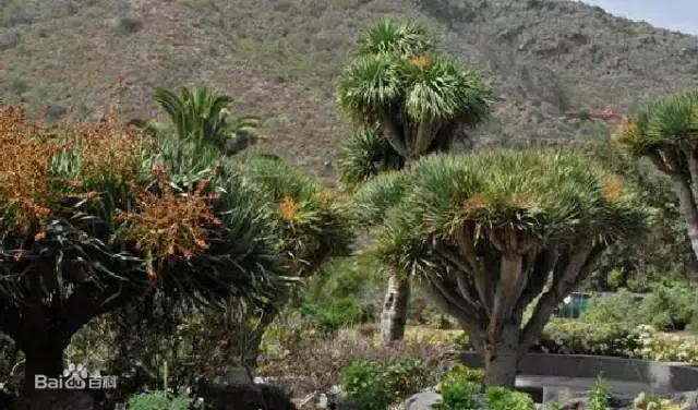 日本美白丸pola效果怎么样,日本pola美白丸历史