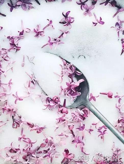 水养一年四季不黄叶的植物,水里加点什么花养得好