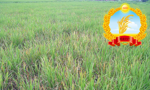 水稻叶片发黄干枯怎么回事,水稻苗床上秧苗发黄是什么原因