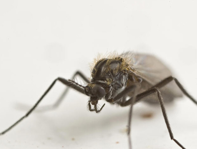 被蚊子或者跳蚤“喝”了点血起了几个包，你会忌口吗？