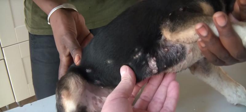 可怜的小狗被寄生虫寄生了,寄生虫强行控制宿主