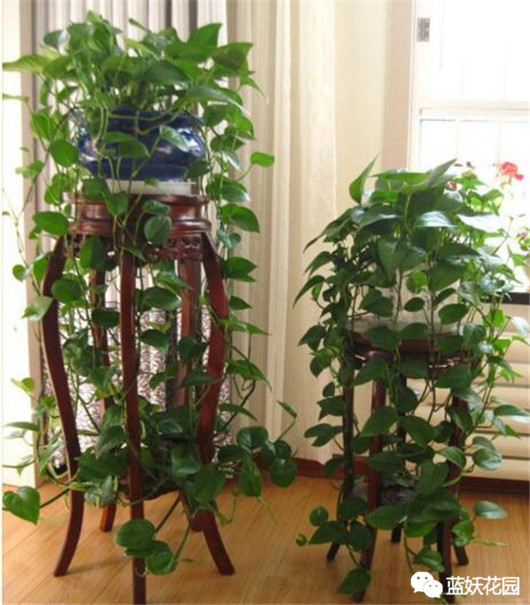 发财树的栽培与君子兰管理,发财树和君子兰可以放在阳光下吗