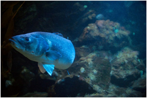 鱼食变粉末了还能吃么,鱼吃了人再吃鱼会有什么后果