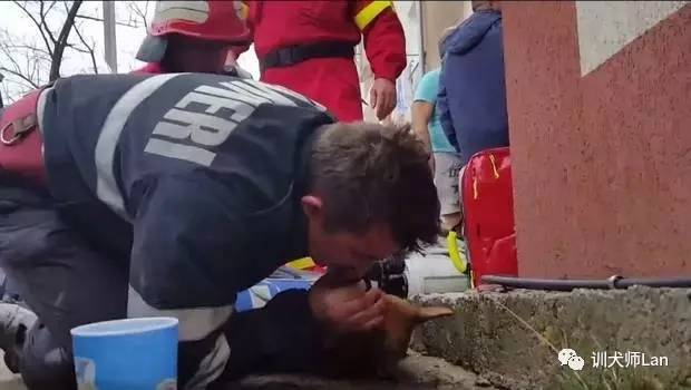 如果被狗狗袭击该怎么办,如果被狗狗轻微咬伤会怎么样