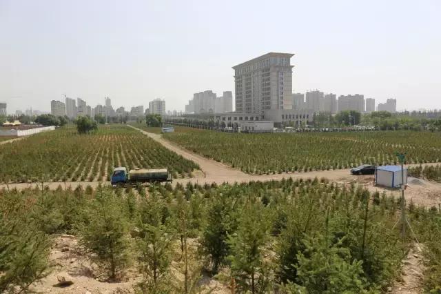 醉美西城｜“城在绿中人在景中”探访绿荫之下的回民区