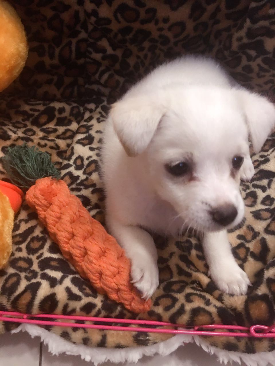 如何教小型犬大小便,解决狗狗大小便的小技巧和工具