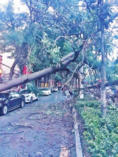 车在小区被树砸了谁来赔,轿车被树砸有保险吗