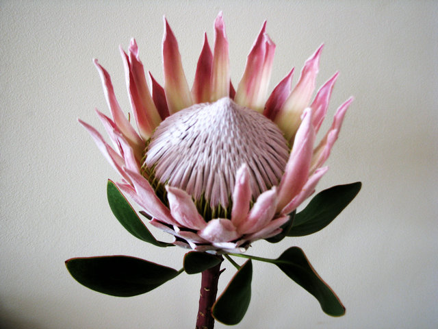 沙漠常识知识点总结,沙漠植物讲解