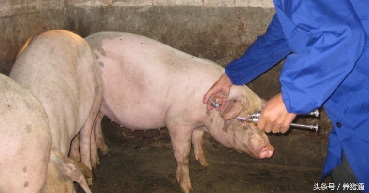 猪场为什么老发病,猪场的猪老是生病的原因