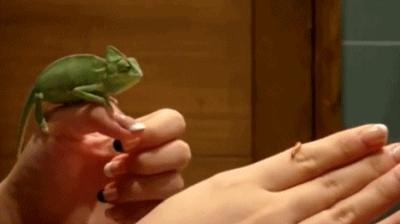 铲屎官你告诉我，女朋友很粘人该怎么办啊？