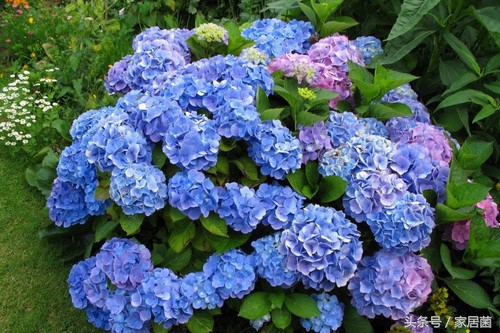 世界上最贵的花去哪卖,世界上最贵的花是哪个国家