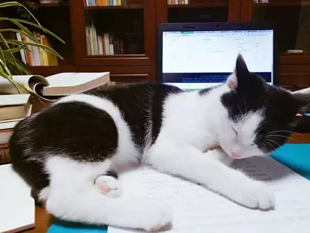 猫咪睡姿大作战,猫咪大字型睡姿图片