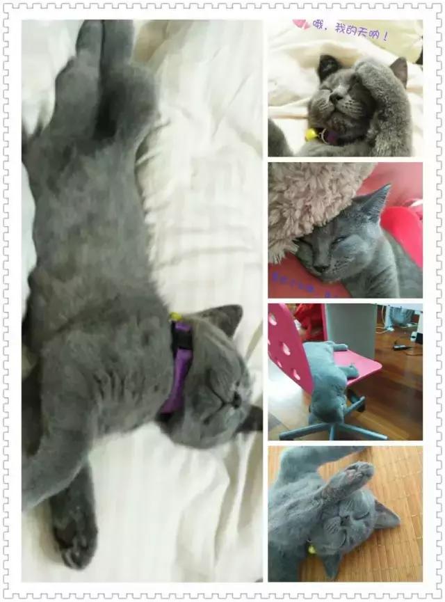 猫咪睡姿大作战,猫咪大字型睡姿图片