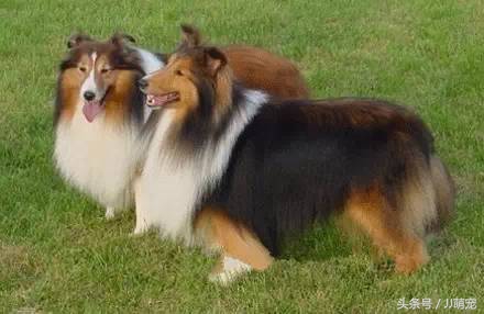 世上有多少种狗狗,世上有几种狗狗叫什么名字