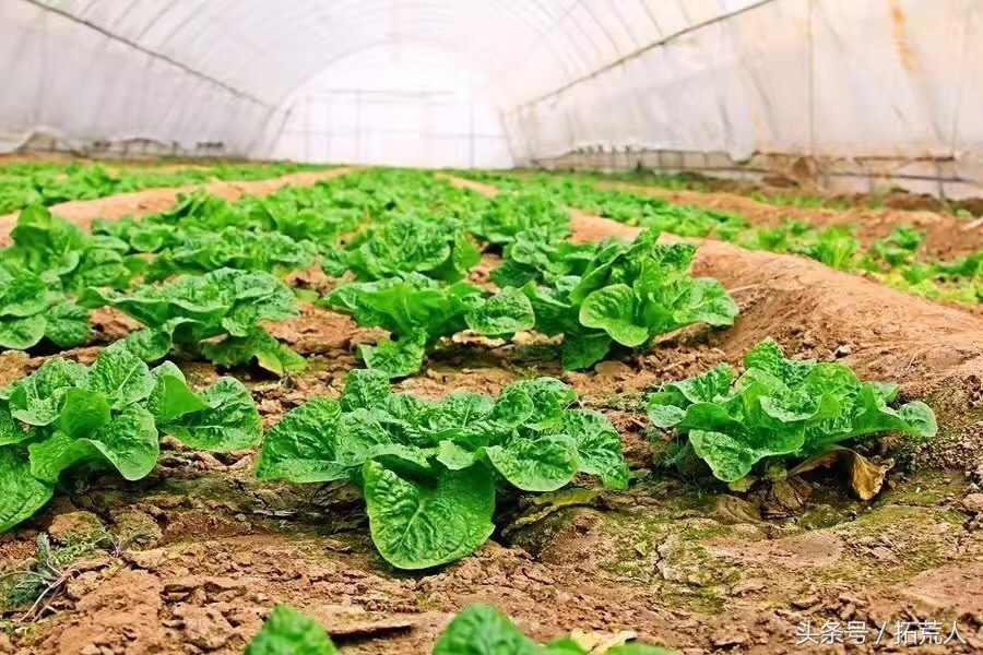 创意农场推荐,有特色创意的农场