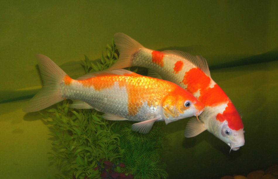 锦鲤鱼池怎么预防疾病,锦鲤常见疾病