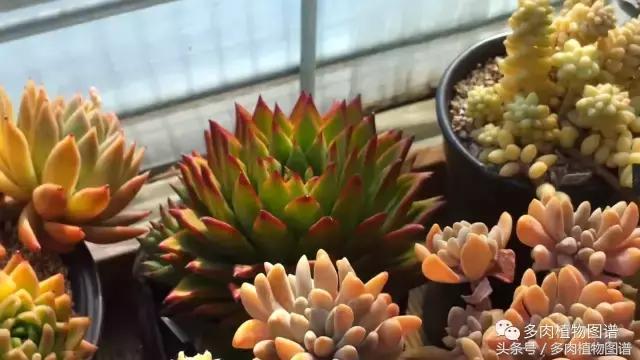 满阳台的多肉,满阳台多肉