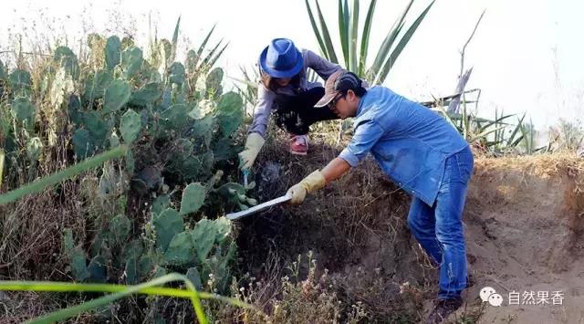 你不知道的仙剑三花絮,你不知道的仙品
