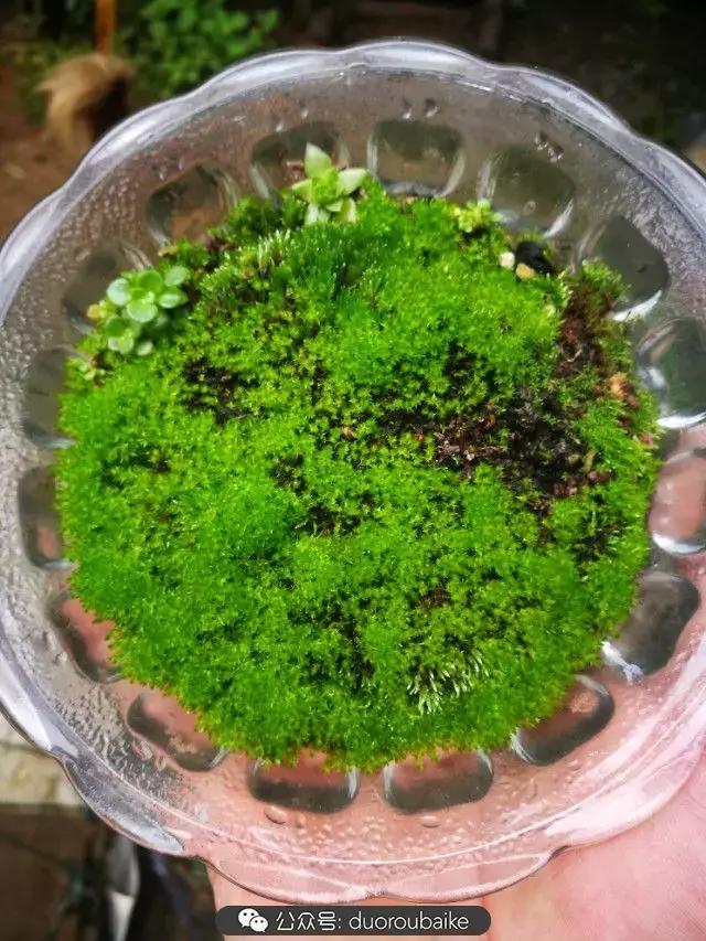 苔藓与多肉,多肉与苔藓的巧妙组合