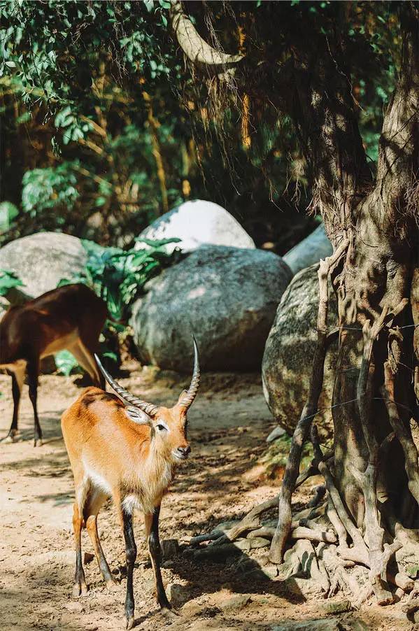 长隆攻略广州长隆欢乐世界攻略,广州长隆最全游玩攻略及费用