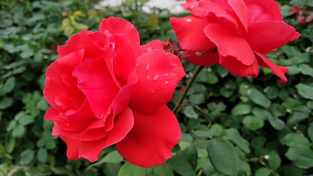 无边框努比亚z17,努比亚z17无边框是全网通吗