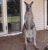 千万别惹袋鼠,千万不要去惹鸵鸟