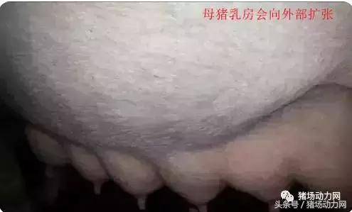 怎么给母猪接猪仔,母猪怎么接产视频教程