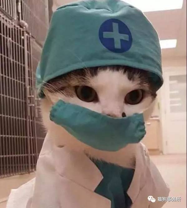 搞笑网红猫咪图片,网络上小猫照片被网友恶搞