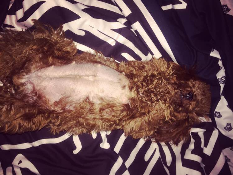 4个月博美欺负泰迪,博美欺负泰迪视频