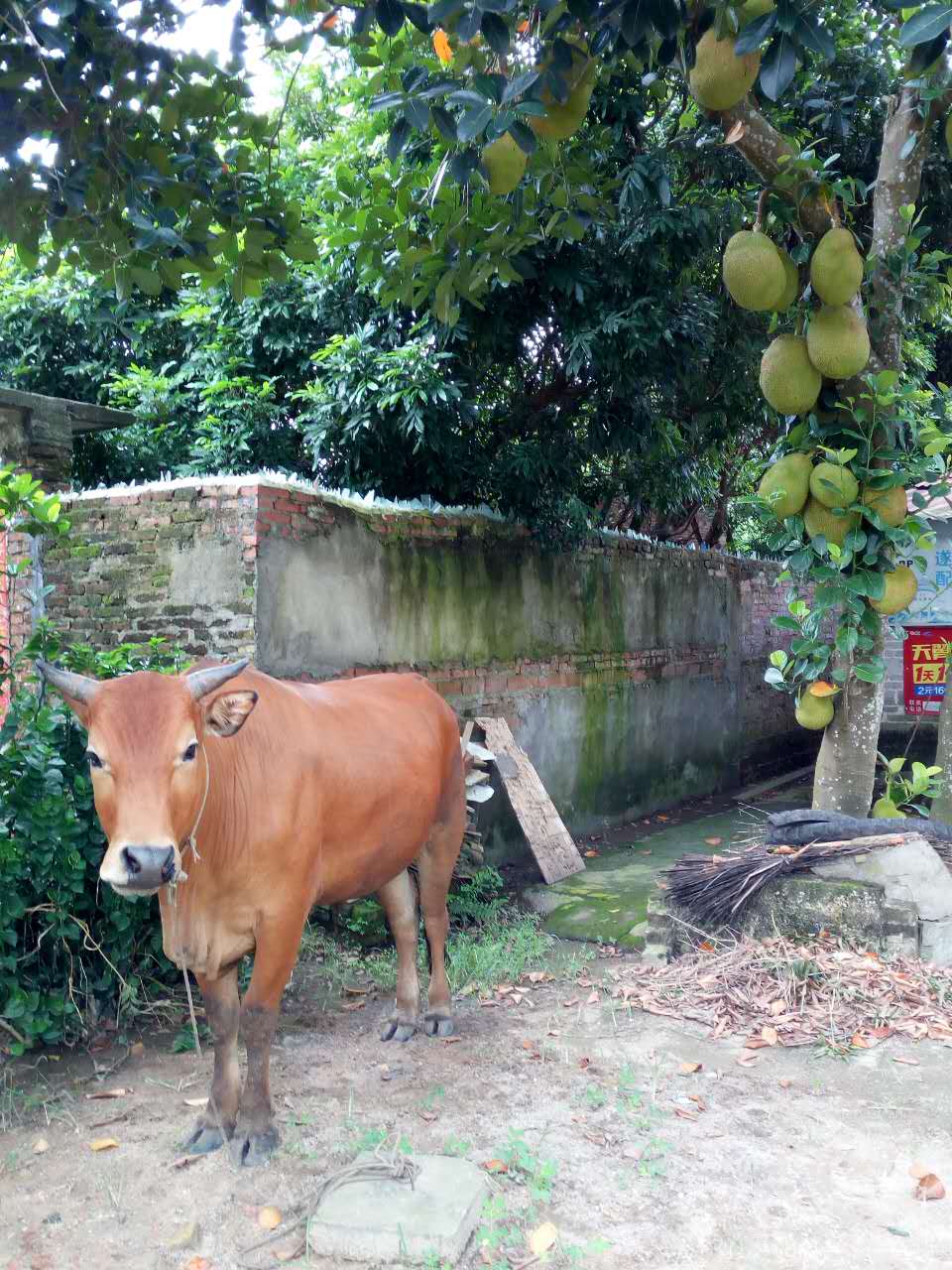 树上菠萝干苞和湿苞图片,湿苞菠萝蜜树