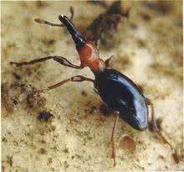 小时候奶奶跟我说这是甘薯“有风”很难吃，现在才知道这个小东西为害的