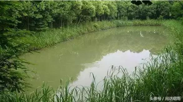 记起那“海子”说起那鱼