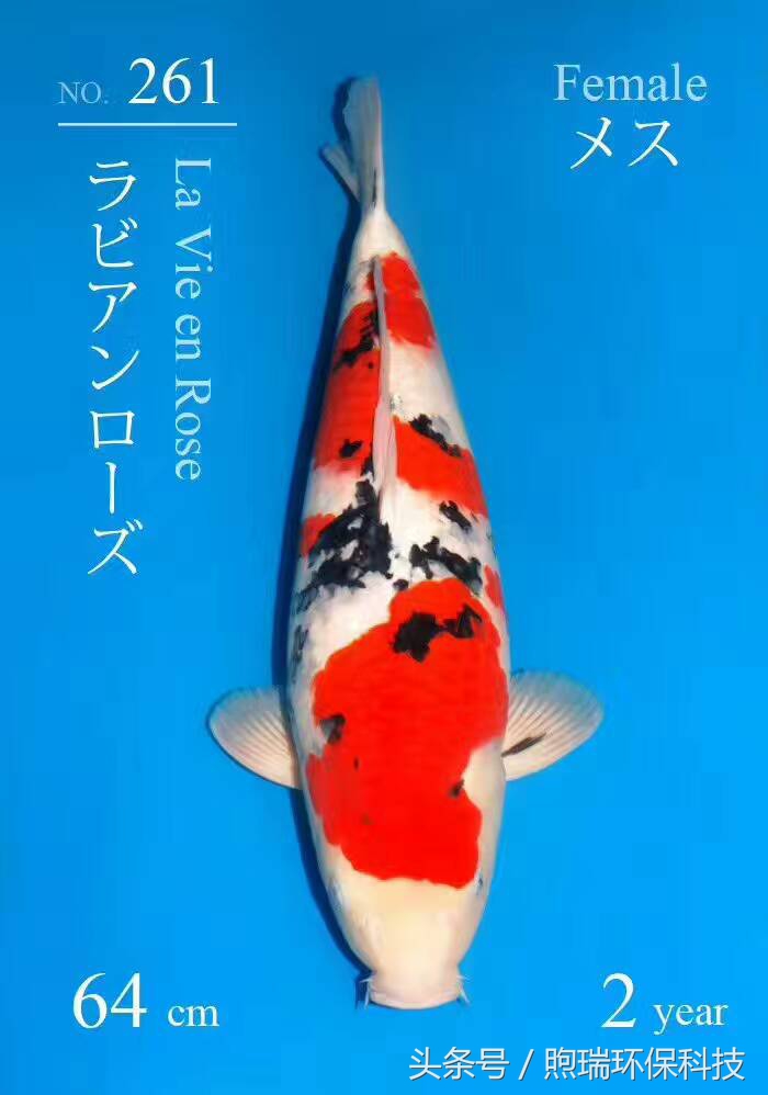 会升值的冷水风水鱼,排名第一的风水鱼