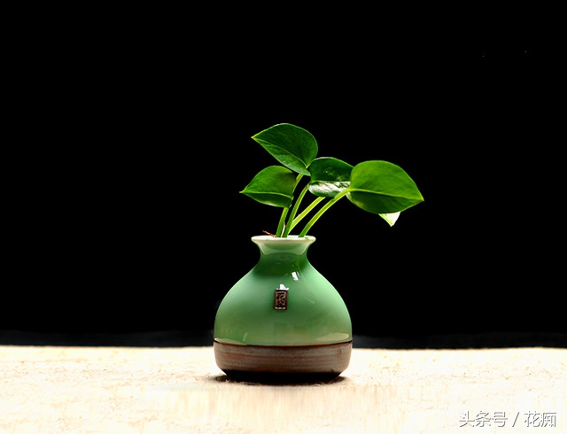 水培绿萝怎么养才能活得快,水培绿萝怎么做百分百能成功