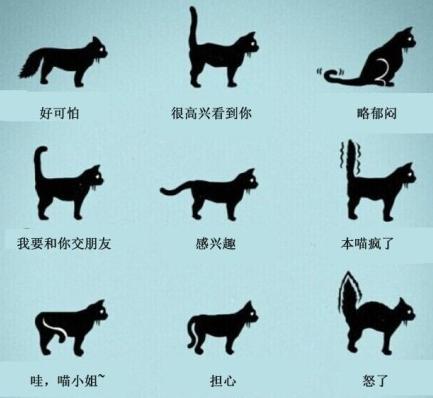 喵星人的动作好搞笑,为什么喵星人都喜欢这个动作