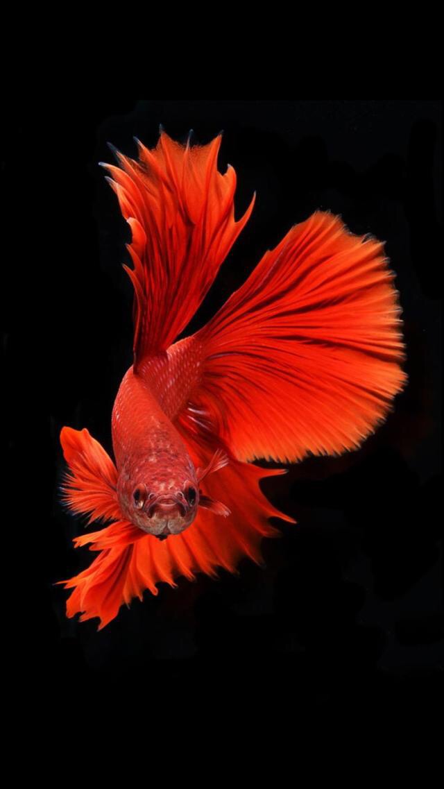 有锁机使用起来有什么区别,有锁机和无锁机使用测评