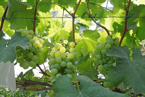 浙江嘉善大云旅游,嘉善大云周末玩的地方推荐