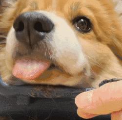 猫咪眼睑内翻解决办法,猫咪下眼睫毛内翻割眼皮后闭不上