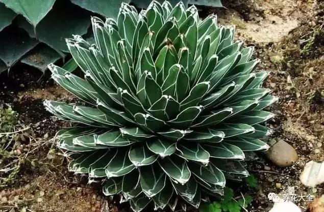 10多万一盆的多肉有吗 (他凭一个浇水口诀养了2000盆多肉)