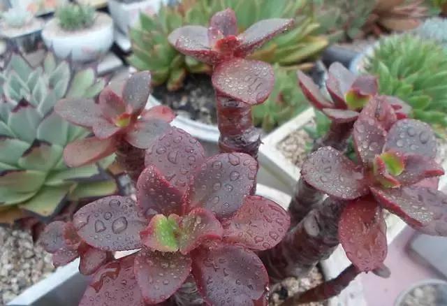 多肉老桩只剩下杆子了能养活吗,十年以上的多肉老桩有哪些